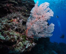 Barracuda Bommie Dive Site - Accommodation Melbourne 0