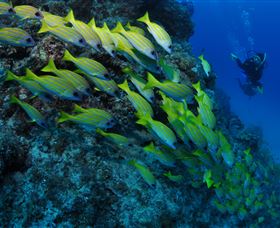 Barracuda Bommie Dive Site - Accommodation Melbourne 2