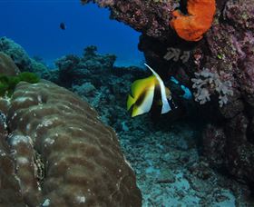 Barracuda Bommie Dive Site - Accommodation Melbourne 3