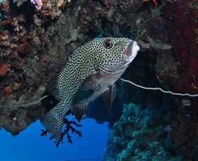 Barracuda Bommie Dive Site - Accommodation Melbourne 1