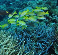 Castle Rock Dive Site - Accommodation Melbourne