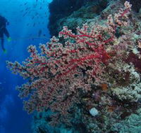 Nursery Bommie Dive Site - Accommodation Melbourne