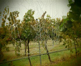 Red Earth Estate Vineyard - Accommodation Melbourne 8