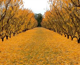 Sun Country On The Murray Farm Gate Trail - Accommodation Melbourne 0