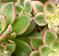 Billabong Garden Complex  Cafe - Accommodation Melbourne