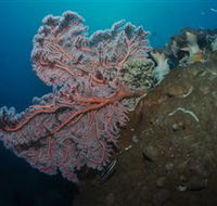Luncheon Bay Dive Site - Accommodation Melbourne