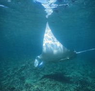 Manta Ray Bay Dive Site - Accommodation Melbourne