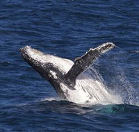 Whale Watching on Keswick Island - Accommodation Melbourne