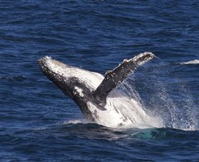 Whale Watching On Keswick Island - Accommodation Melbourne 0