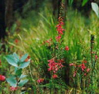Enfield State Park - Accommodation Melbourne