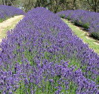 Yuulong Lavender Estate - Accommodation Melbourne