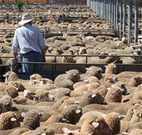 Livestock Marketing Centre - Accommodation Melbourne