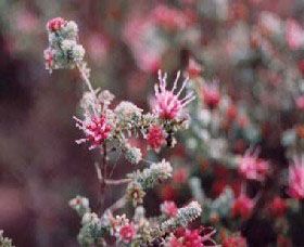 Burrendong Botanic Garden And Arboretum - Accommodation Melbourne 1