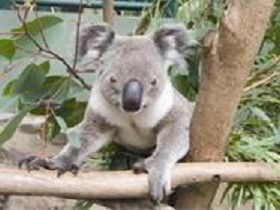 The Rockhampton Zoo - Accommodation Melbourne 1