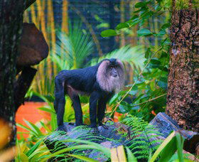 The Rockhampton Zoo - Accommodation Melbourne 3