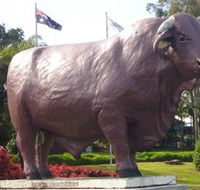 Rockhampton Bull Statues - Accommodation Melbourne