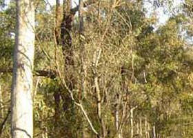 Warby-Ovens National Park - Accommodation Melbourne 0