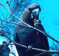 Mount Archer National Park - Accommodation Melbourne