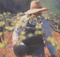 Canobolas Smith Winery - Accommodation Melbourne