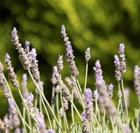 Rustique Lavender Farm - Accommodation Melbourne