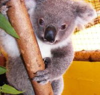 Cooberrie Park Wildlife Sanctuary - Accommodation Melbourne