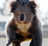 Koalas in Gunnedah - Accommodation Melbourne