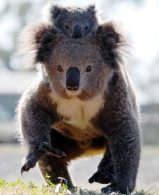 Koalas In Gunnedah - Accommodation Melbourne 0