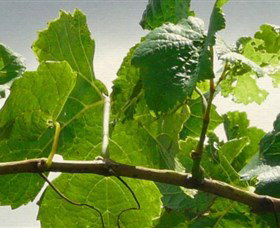 Angullong Wines - Accommodation Melbourne 1