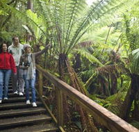 Otway Fly Treetop Adventures - Accommodation Melbourne