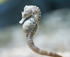 SEA LIFE Melbourne Aquarium - Accommodation Melbourne 0