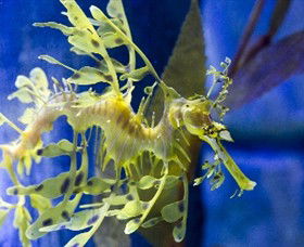 SEA LIFE Melbourne Aquarium - Accommodation Melbourne 1