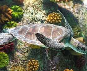 SEA LIFE Melbourne Aquarium - Accommodation Melbourne 5