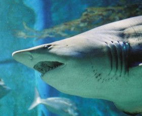 SEA LIFE Melbourne Aquarium - Accommodation Melbourne 8