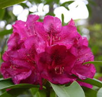 Campbell Rhododendron Gardens - Accommodation Melbourne