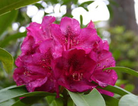 Campbell Rhododendron Gardens - Accommodation Melbourne 0