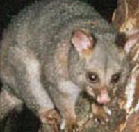 Moondarra State Park - Accommodation Melbourne