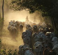 Springvale Horse Treks - Accommodation Melbourne