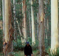 Blue Gum Forest - Accommodation Melbourne