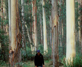 Blue Gum Forest - Accommodation Melbourne 0