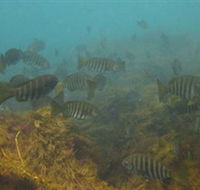 Bunurong Marine and Coastal Park - Accommodation Melbourne