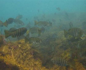 Bunurong Marine And Coastal Park - Accommodation Melbourne 0