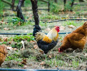 Lark Hill Biodynamic Winery - Accommodation Melbourne 3