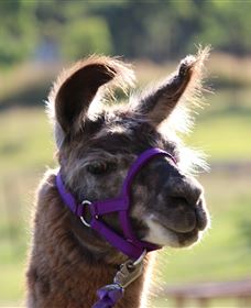 Ottaba Llamas - Accommodation Melbourne 3