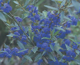 Kalamunda National Park - Accommodation Melbourne 2