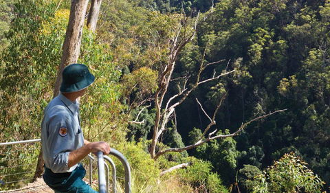 Lyrebird Falls Walking Track - Accommodation Melbourne 1