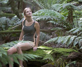 Barrington Tops National Park - Honeysuckle Forest Track - Accommodation Melbourne 0