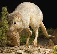 Kanyana Wildlife Rehabilitation Centre - Accommodation Melbourne