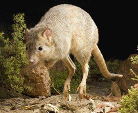 Kanyana Wildlife Rehabilitation Centre - Accommodation Melbourne 0