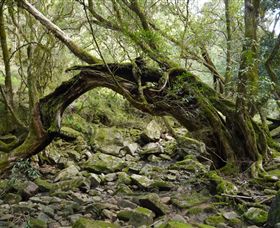Mitchell River Walking Track - Accommodation Melbourne 0