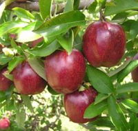 Top 40 Orchard - Accommodation Melbourne